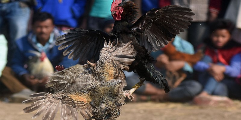 Sảnh đá gà thu hút đông đảo khách hàng bởi những cuộc chiến kinh điển